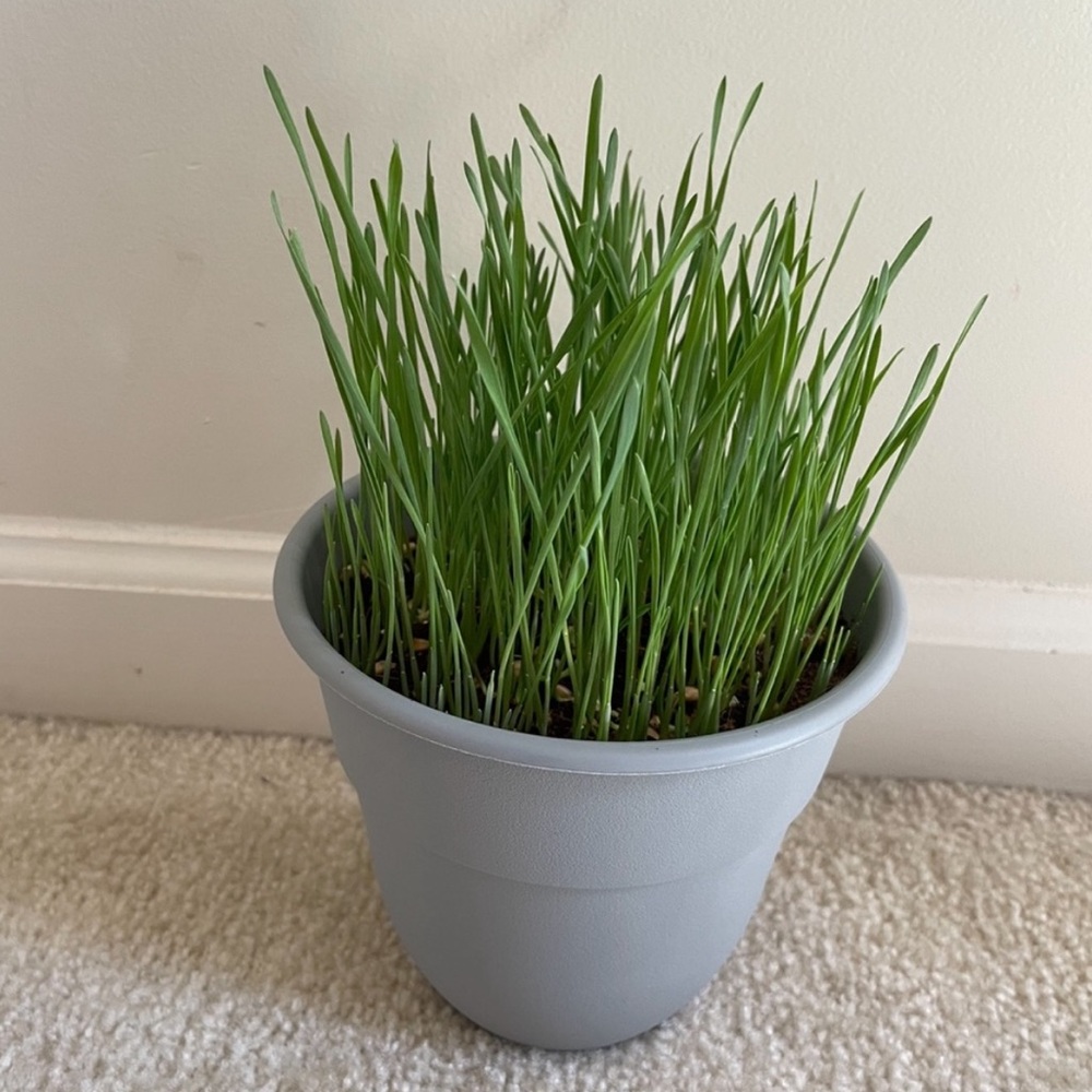 Organic cat grass growing kit